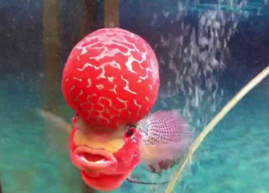 박수홍 물고기 2